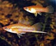 Swordtail Fish